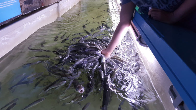 The Lyme Regis marine aquarium on the Cobb