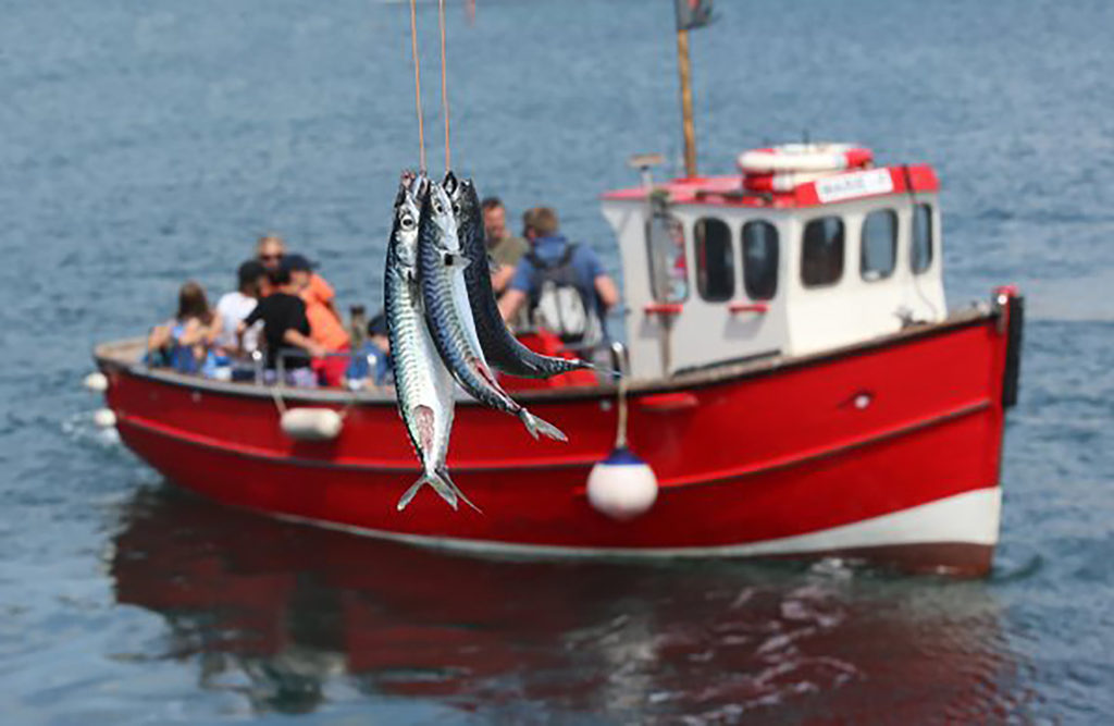 Harry May mackerel fishing trips in Lyme Regis