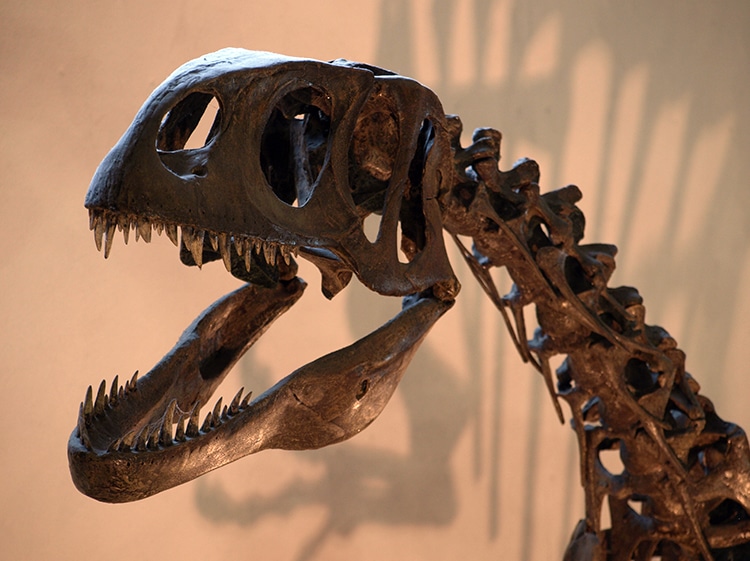 Dinosaur fossil museum in lyme regis on jurassic coast