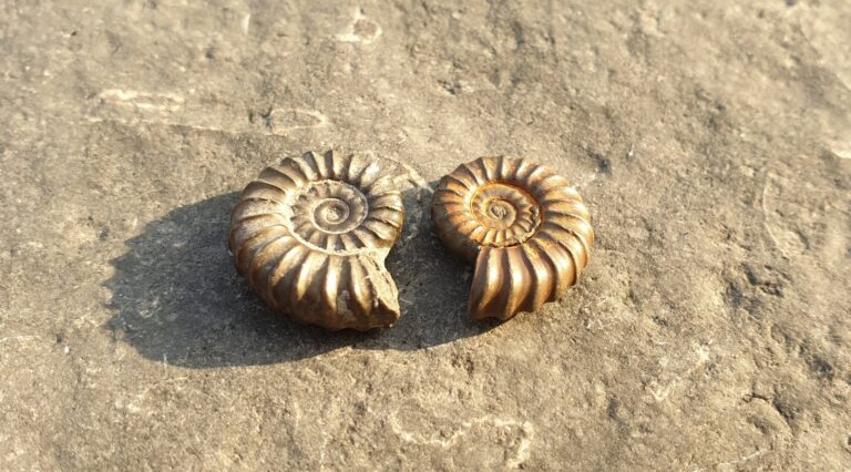 ammonite fossil in lyme regis jurassic coast