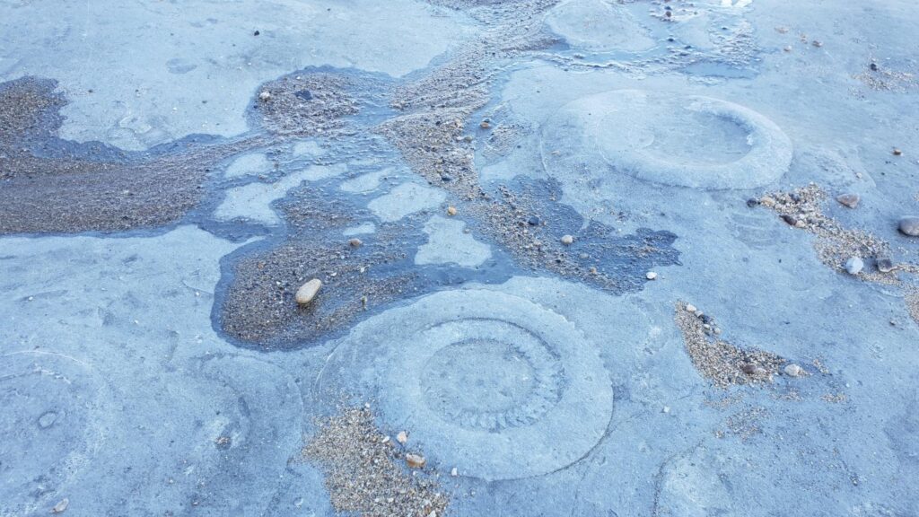 ammonite pavement in lyme regis fossils