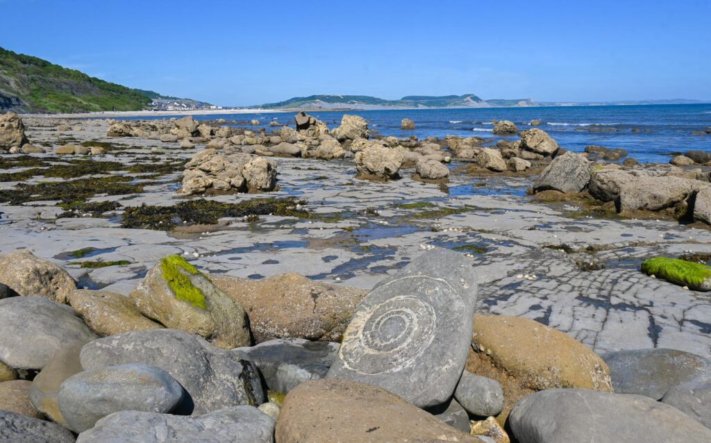 ammonite fossil monmouth beach lyme regis