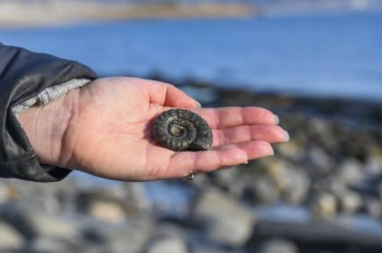 Fossil walking Lyme Regis