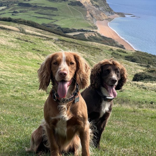 Dog friendly Jurassic Properties